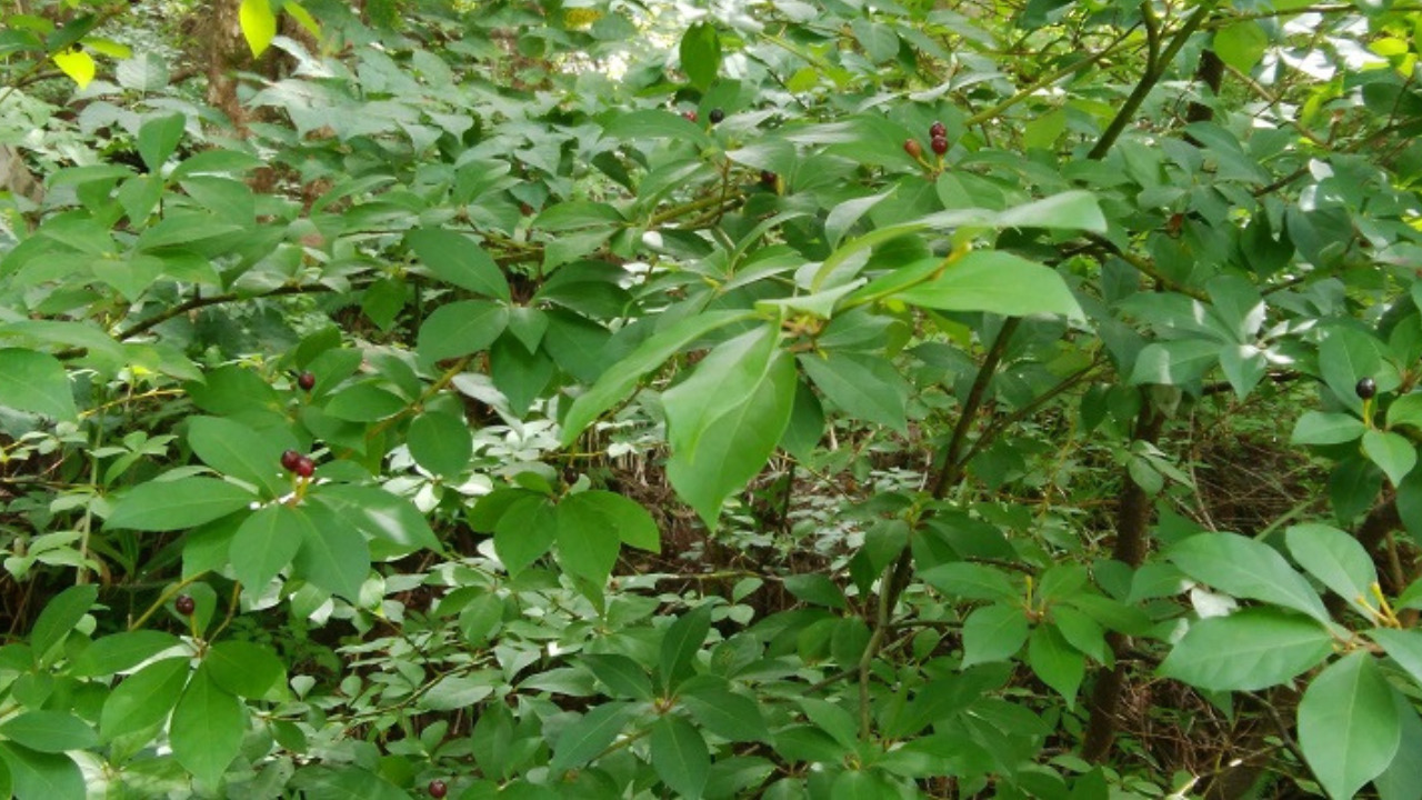 Hyogo Forest Kuromoji Beauty & Circulation Tea Image