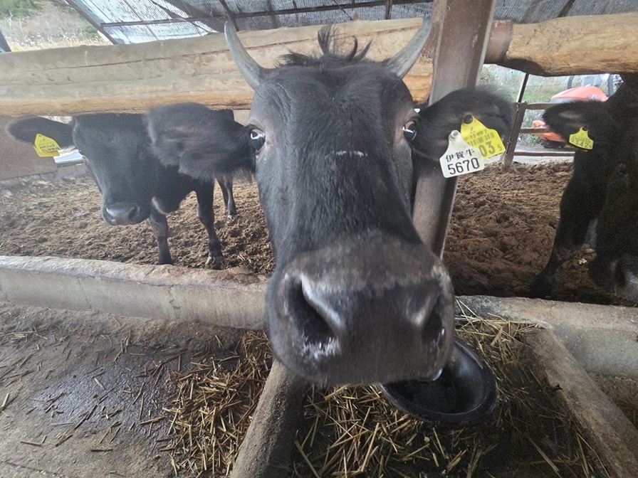 伊賀牛精肉及びブロックなどの卸売販売（ロース、リブロース、モモ、ウデ、バラetc） イメージ