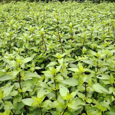 Hyogo Forest Whole Japanese Mint Image