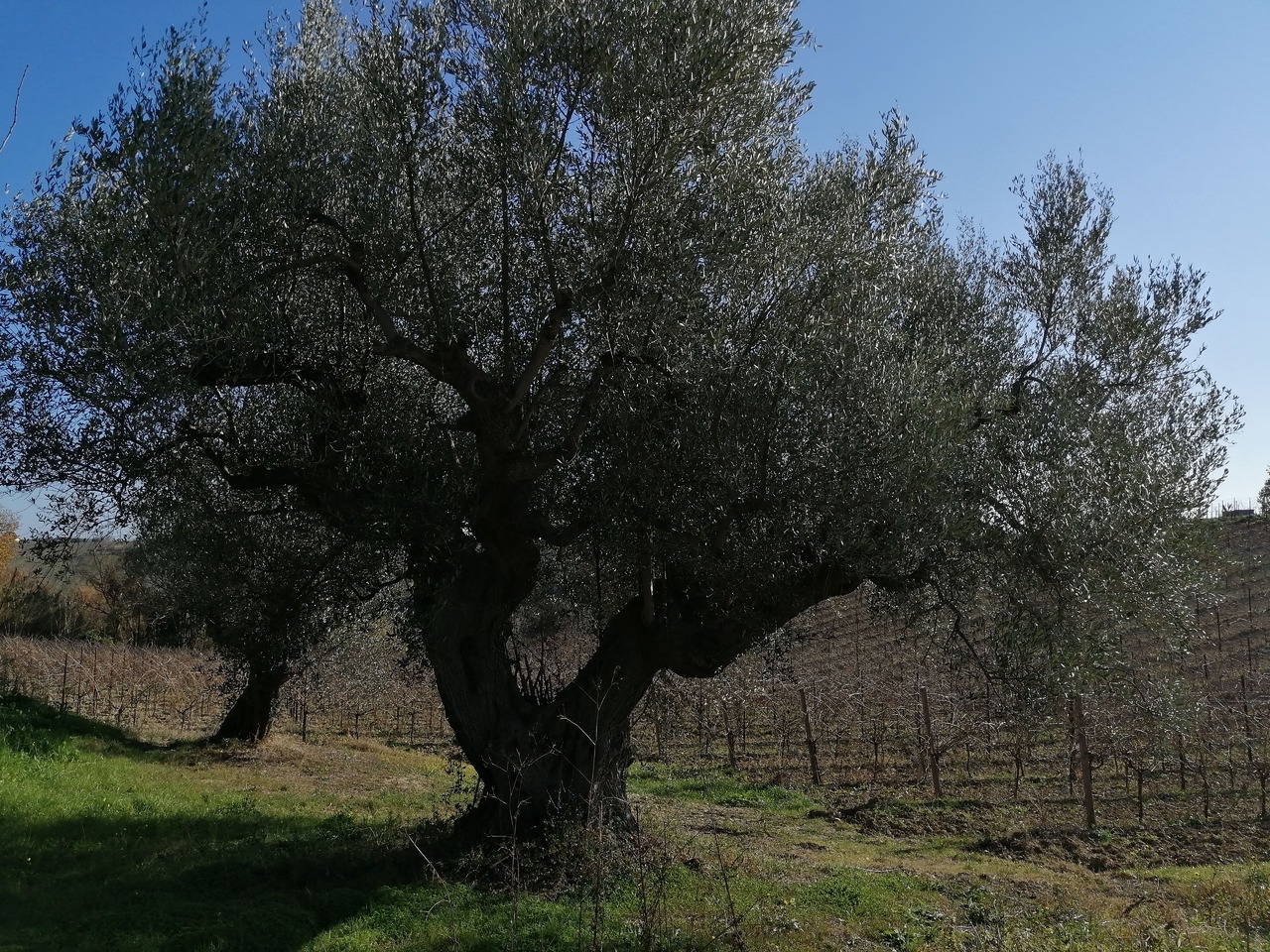 Extra Virgin Olive Oil - Monocultivar Gentile di Chieti Image