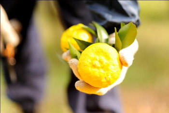 YUZU ICHIMI(YUZU & Cayenne papper) Image