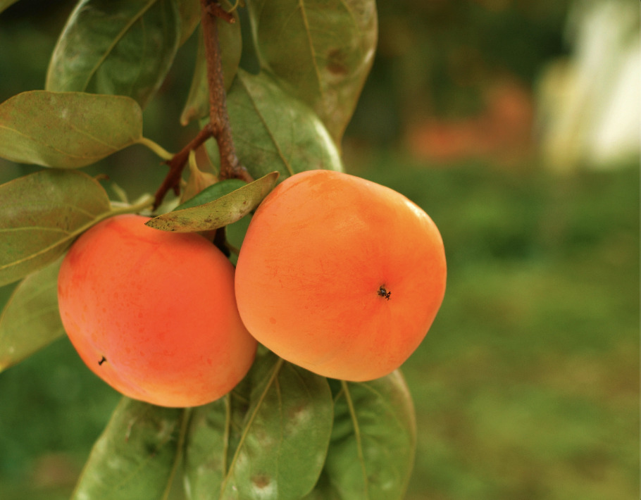 柿の果　あんぽ柿　2玉入り イメージ