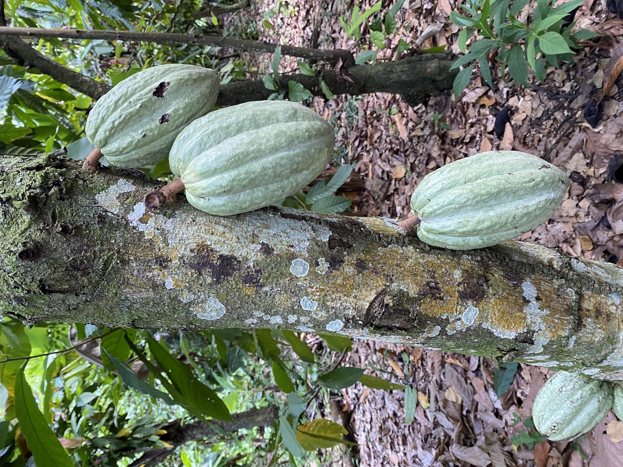Single-origin dark chocolate bar 70% – Mexico (CACEP Cooperative) Image