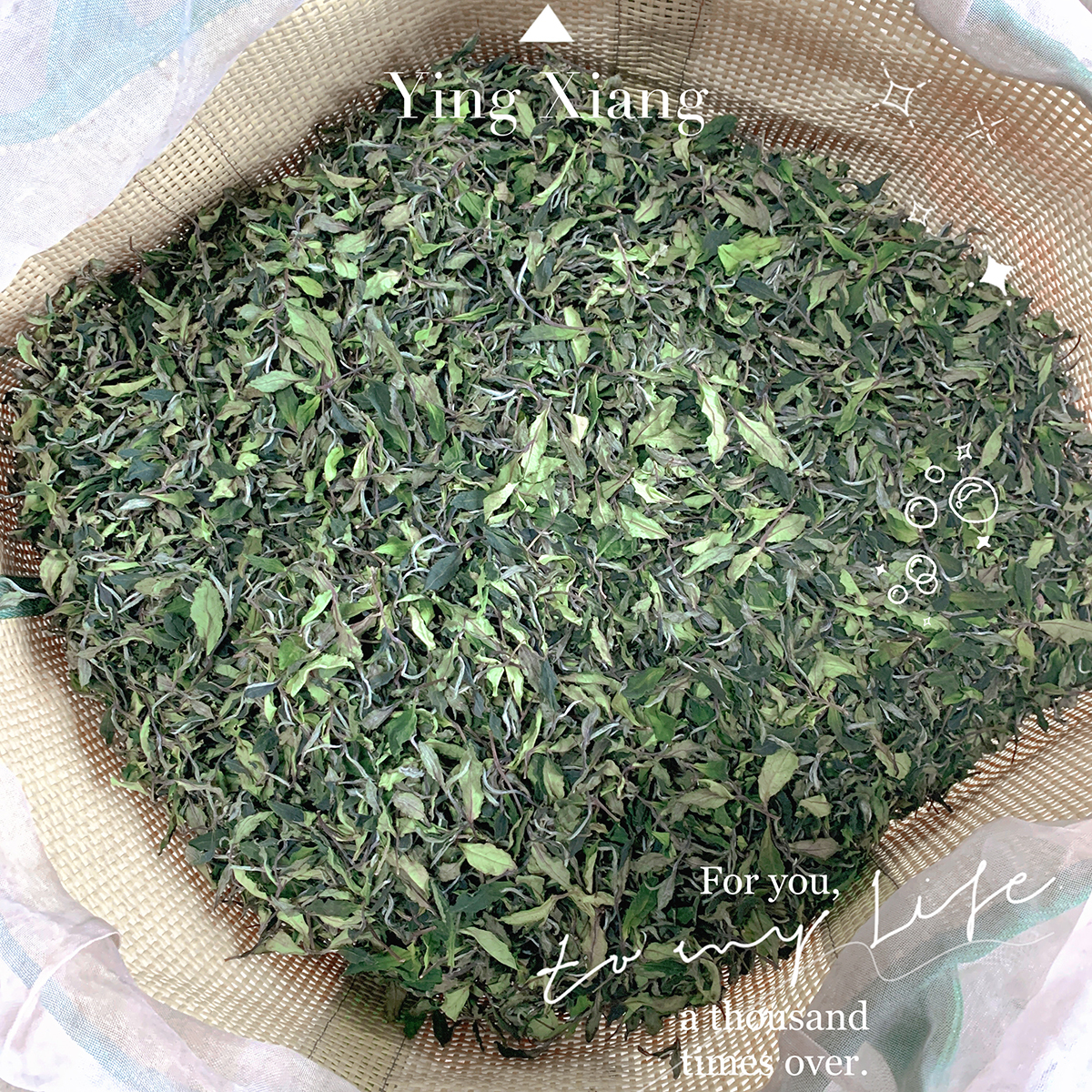 Fong Ming Tang White Tea Image