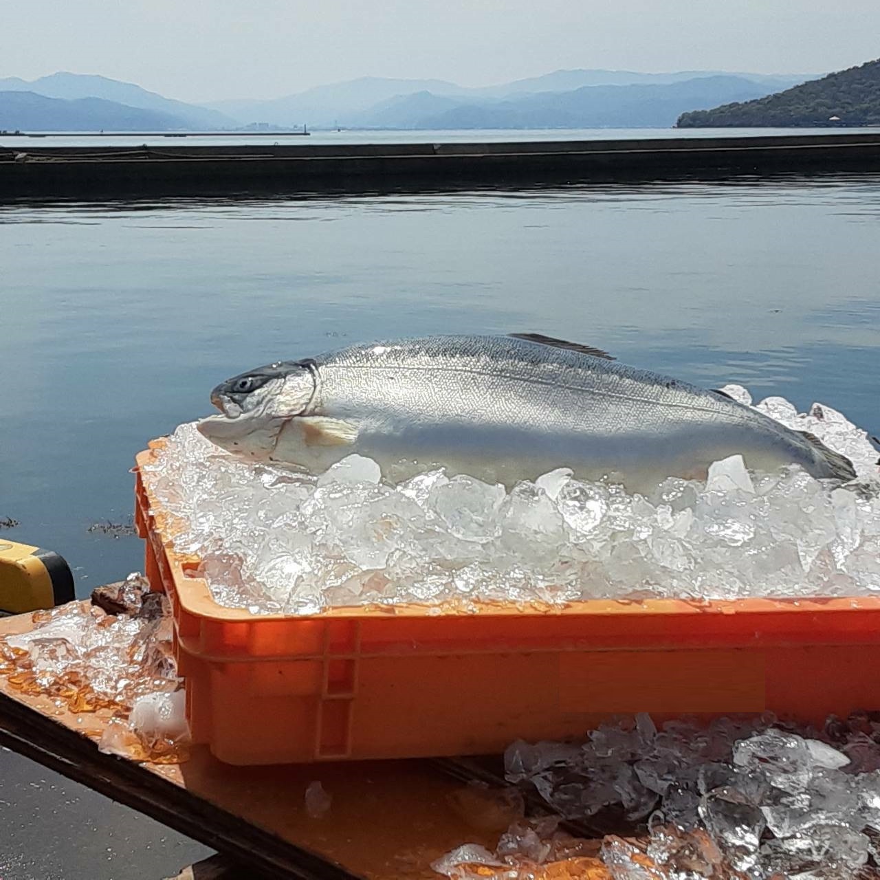 ふくい名水サーモン（養殖トラウトサーモン） イメージ