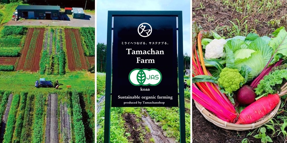 国産原木椎茸（小粒どんこDF120） イメージ