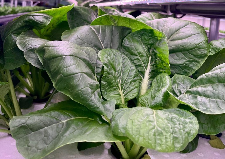 植物工場産小松菜を使用したグリーンスムージー イメージ