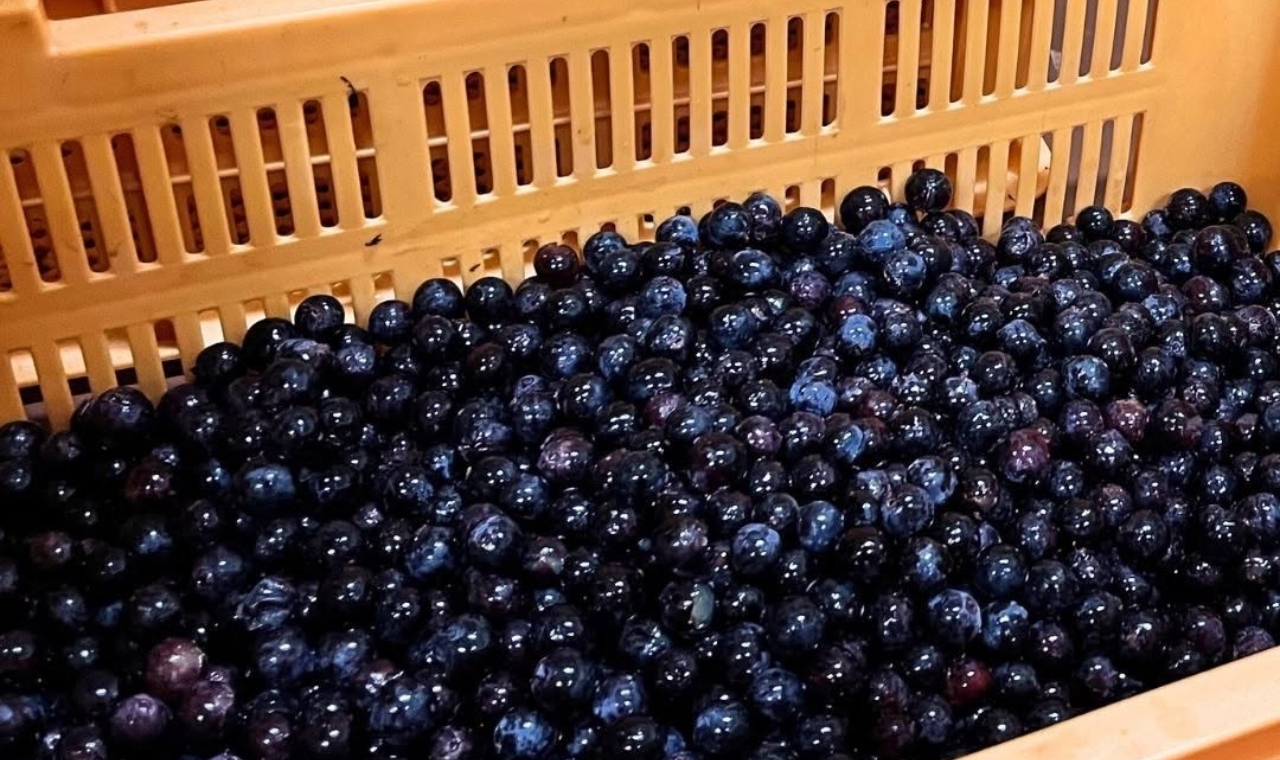 柿沢メルロ樽熟成2022 イメージ