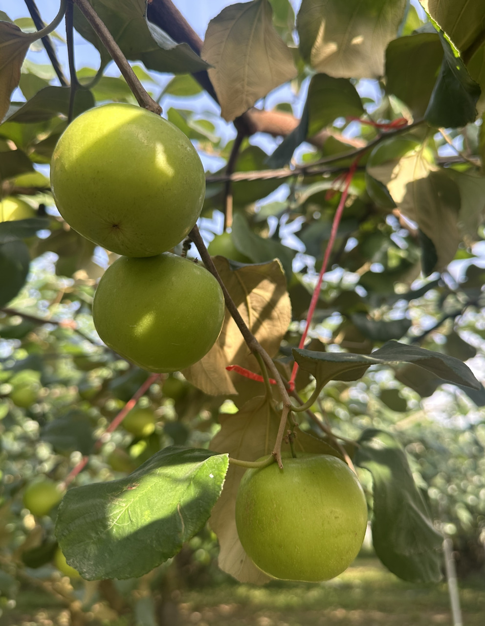 台湾果物：パインナップル、ドラゴンフルーツ、バナナ、ナツメ、マンゴーなど イメージ