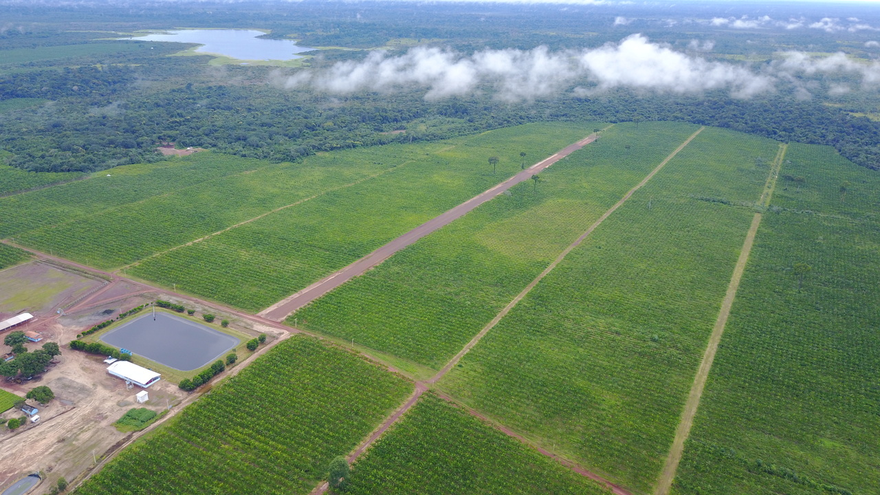 Sorvete de Açaí Image