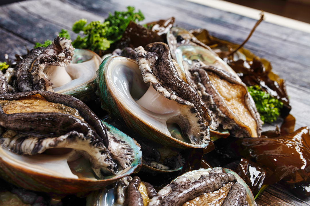 Frozen Live Abalone Image