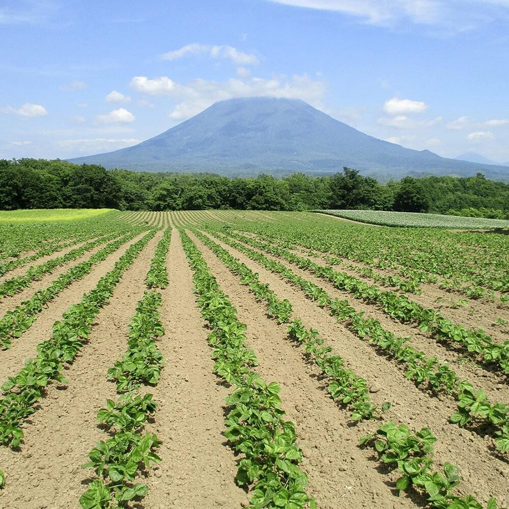 あんこどき  ひとくちようかん （こし、いも、抹茶、ゆず、塩、カカオ） イメージ