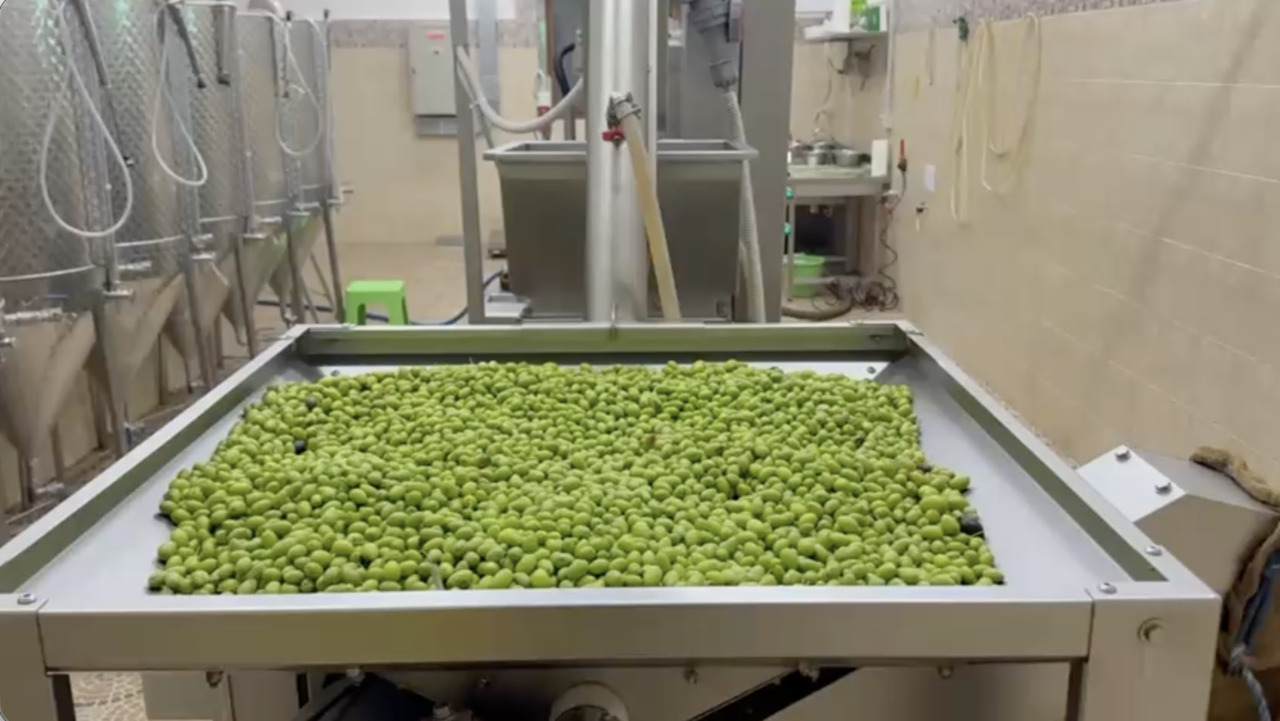 BYRSA High Polyphenol 864mg/Kg Organic Extra Virgin Olive Oil 500ml Image