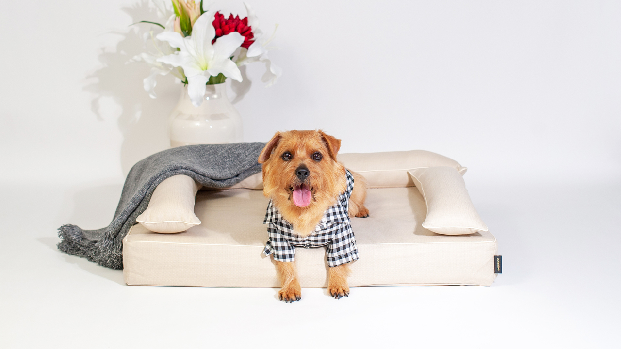 最高クラスの体圧分散で、愛犬に「究極の眠り」を「ロイヤルベッド」 Image