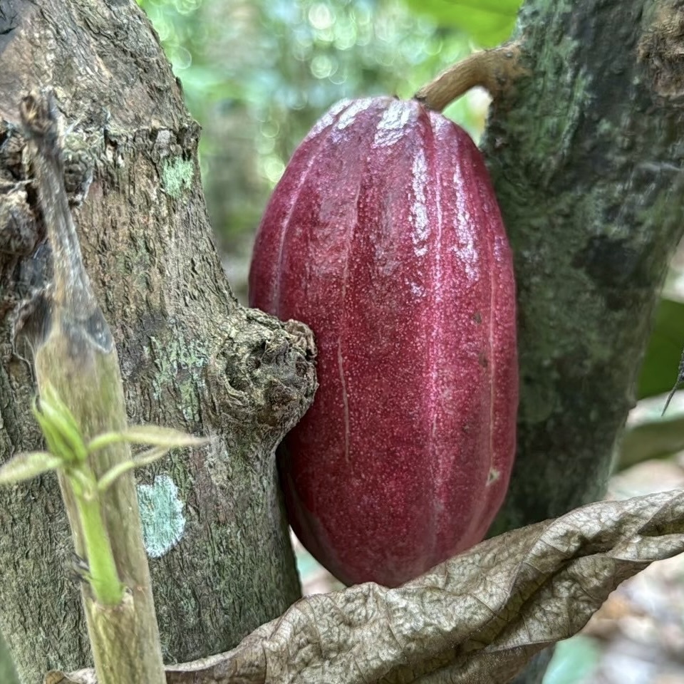 タブレット・スリランカ産カカオ豆【éclat de paix】 Image