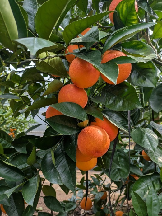 愛知県産ブラッドオレンジタロッコ　果実 Image