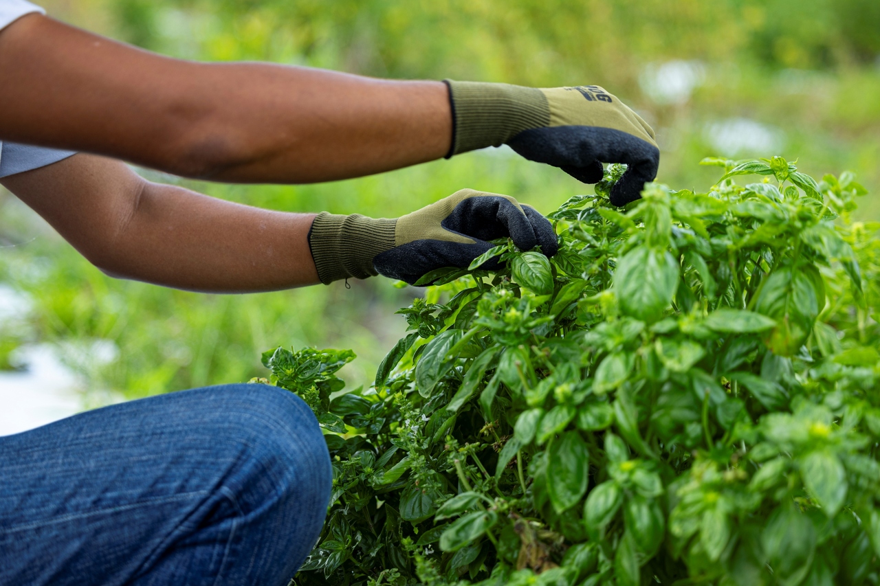 福岡県産（国産）ハーブ　カリナリーハーブ/ハーブソルト Image