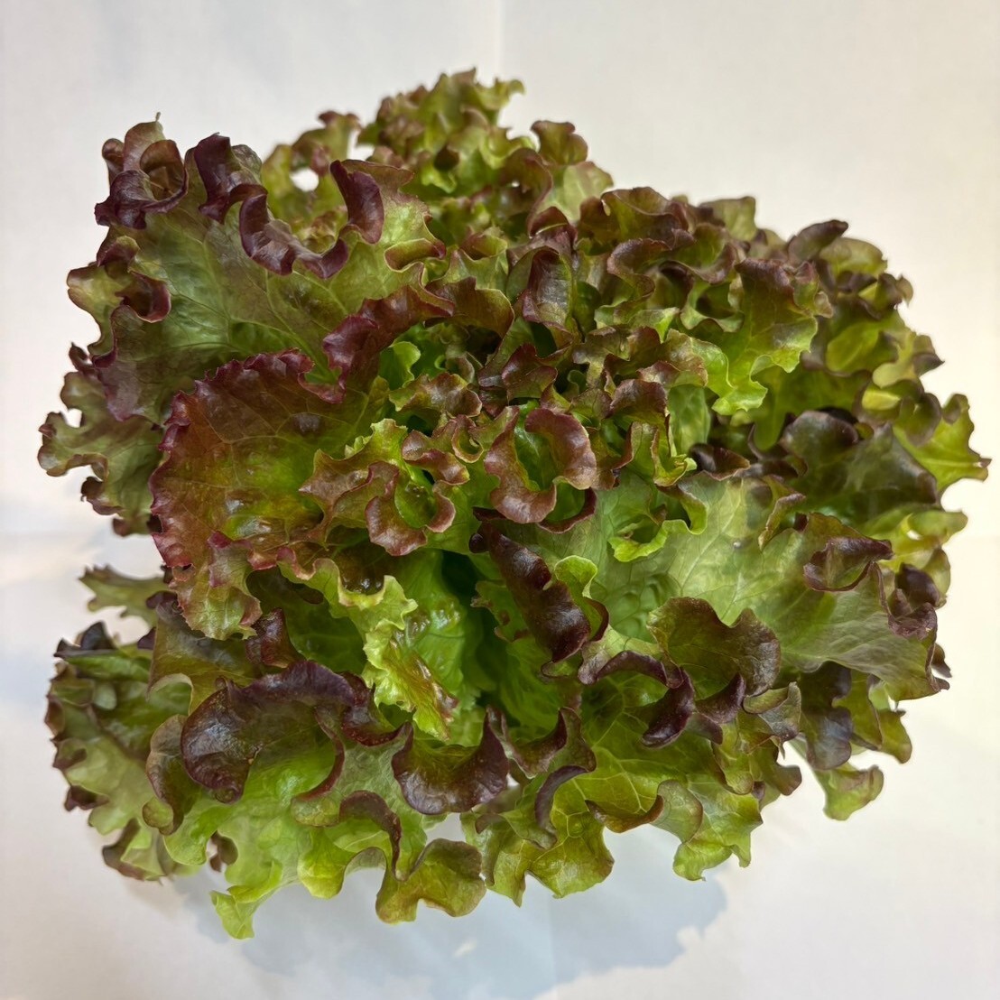 富士レタス　個装混さい　ルビー Image