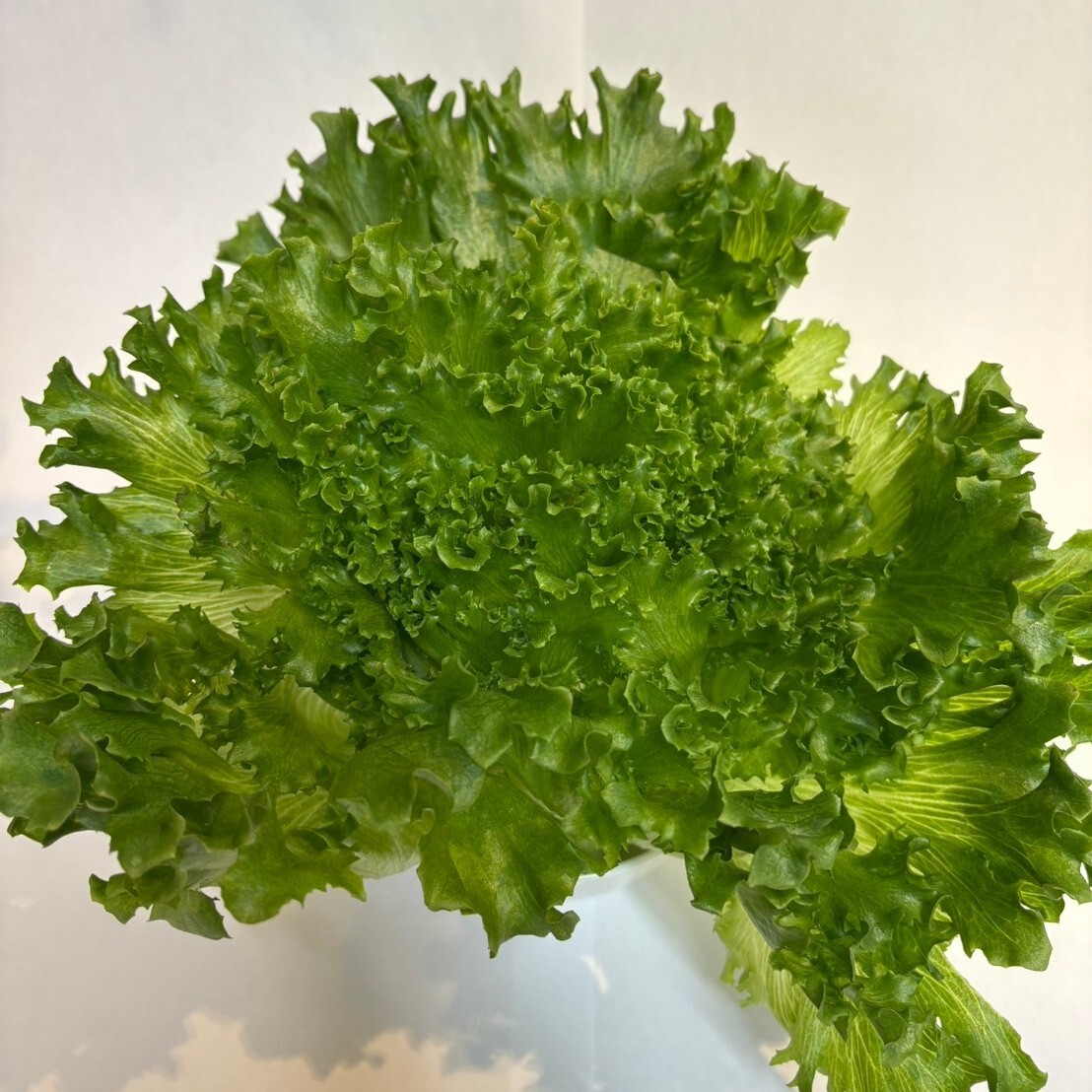 富士レタス　個装混さい　クリスフリル Image