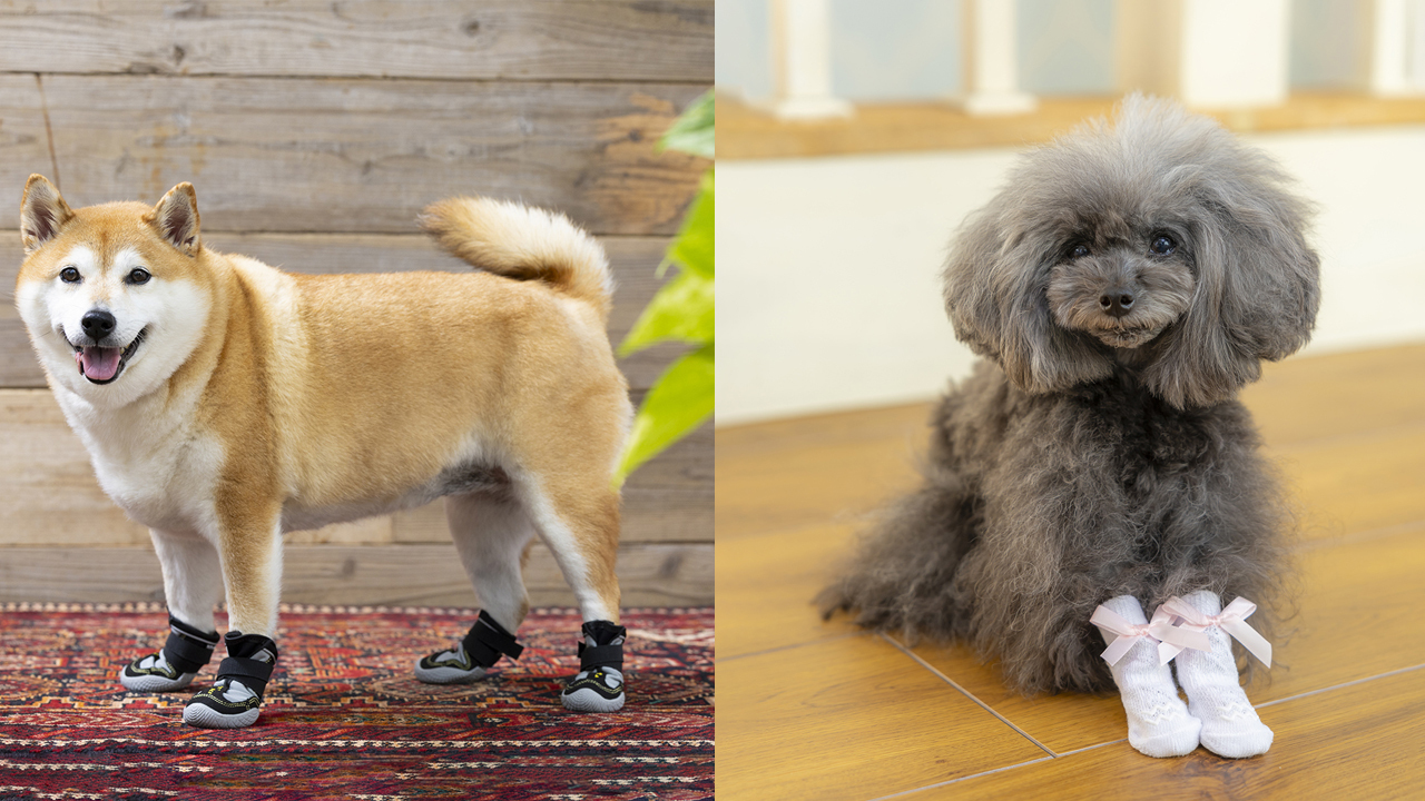 犬用靴 山歩靴（さんぽぐつ）／　犬用靴下 スキッターマカロン Image
