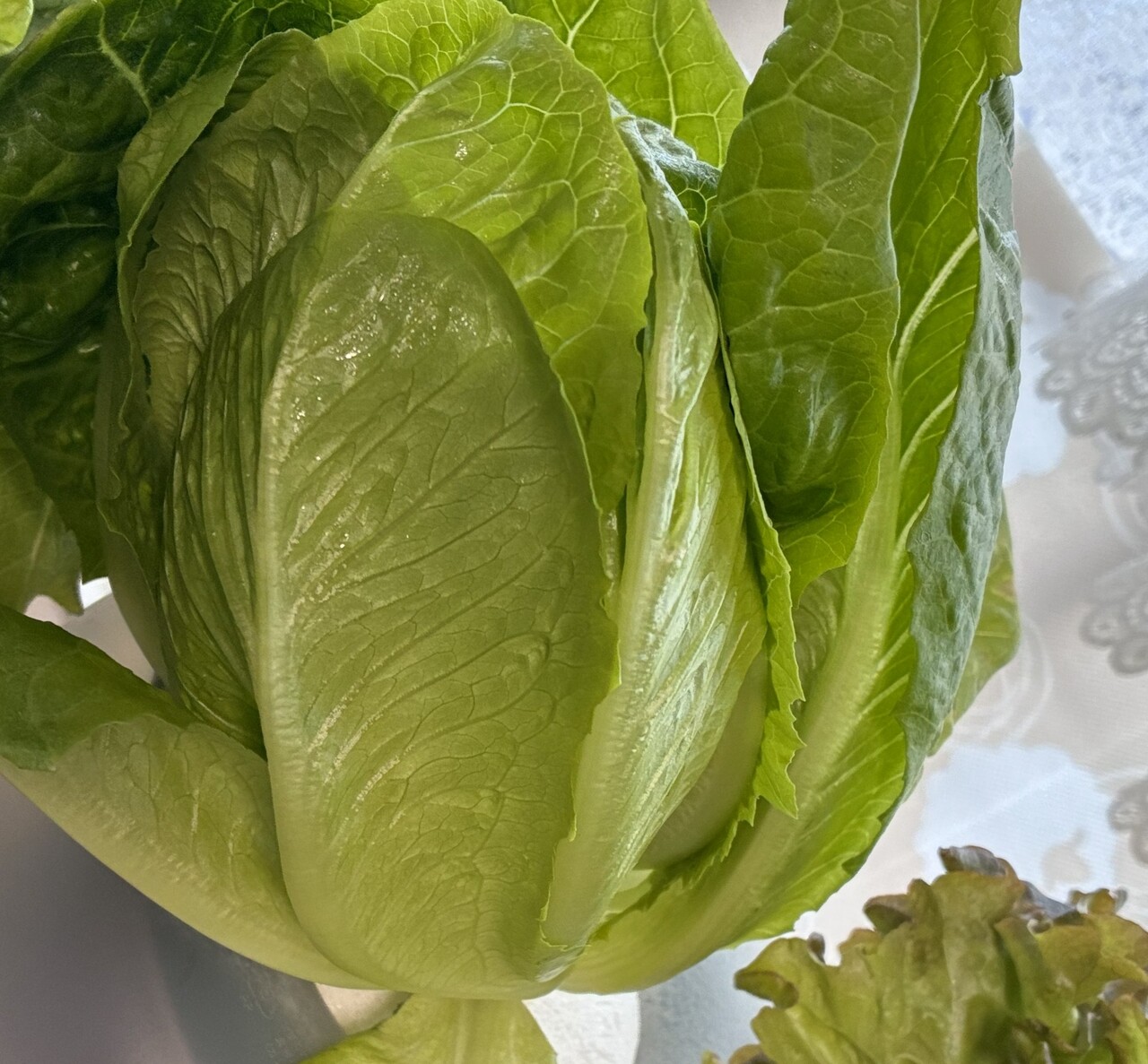 富士レタス　個装混さい　ロメイン Image