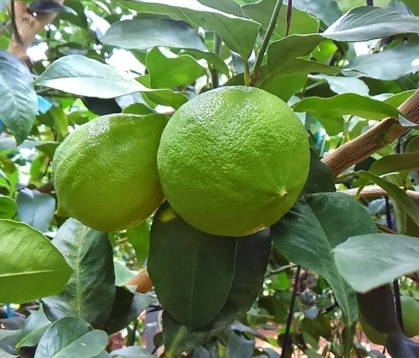 愛知県産ベルガモット　果実 Image