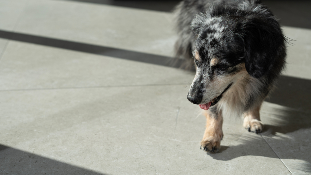 イタリア製ペット対応タイル Image