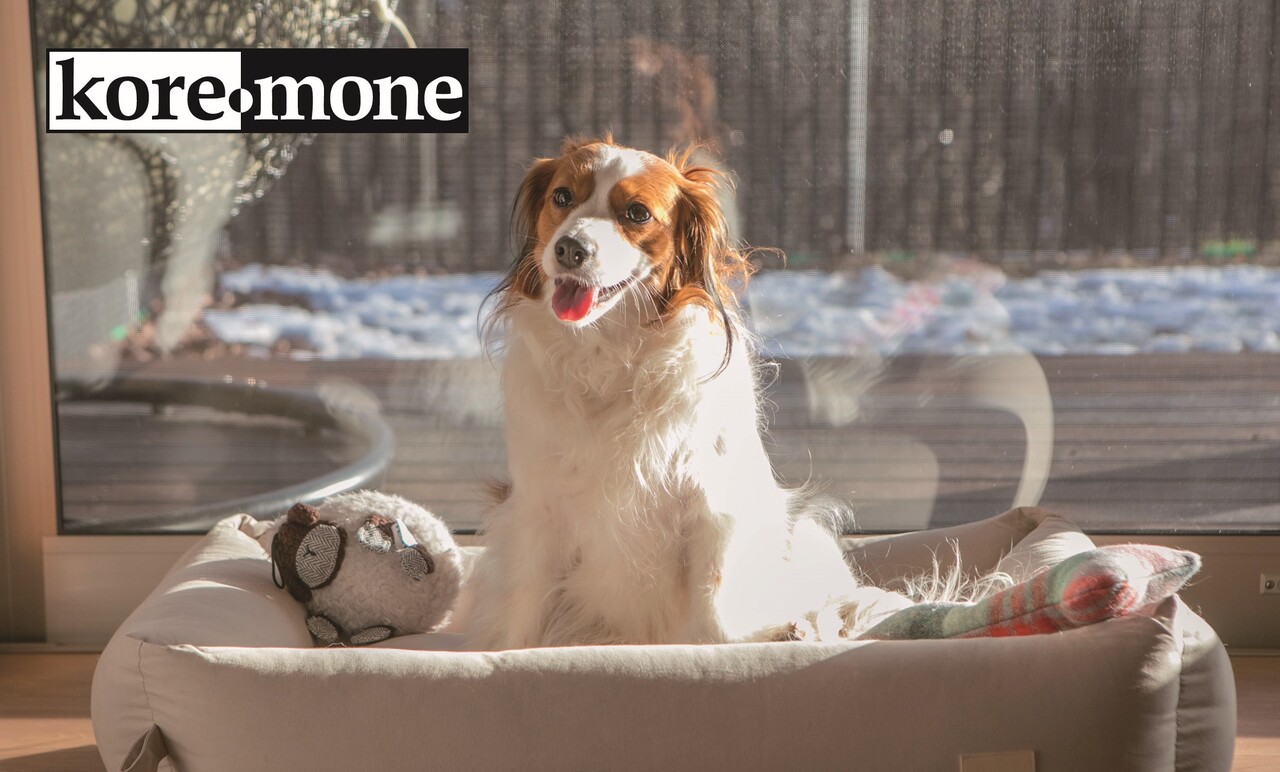 koremone (sales of pet supplies and amenities, and construction of dog runs) Image