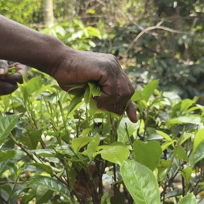 Sweet Craft Tea [amsu tea / Specialty Tea] Image