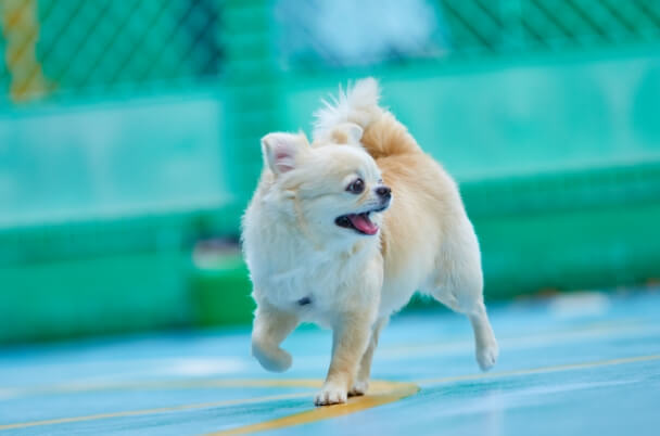 ホテル・レストラン様向け「ペット同伴に関するコンサルティング/アドバイザリー」 イメージ