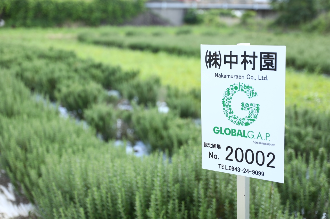 福岡県産（国産）ハーブ　カリナリーハーブ/ハーブソルト イメージ