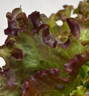 富士レタス　個装混さい　ルビー イメージ