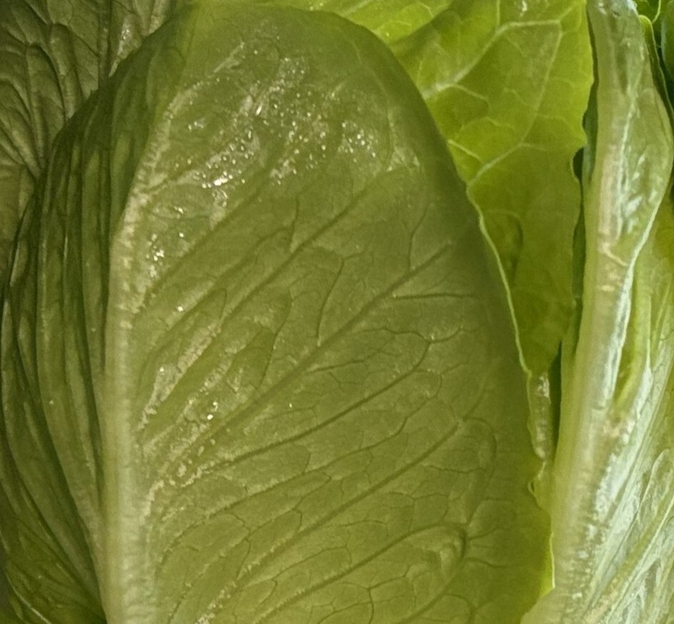 富士レタス　個装混さい　ロメイン イメージ