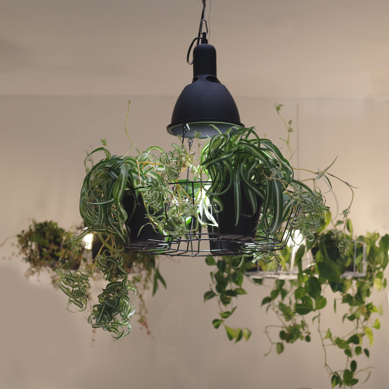 グリーンライティング　ペンダントライト イメージ