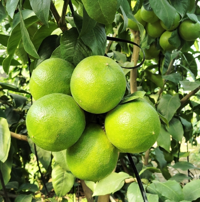 愛知県産ベルガモット　果実 イメージ