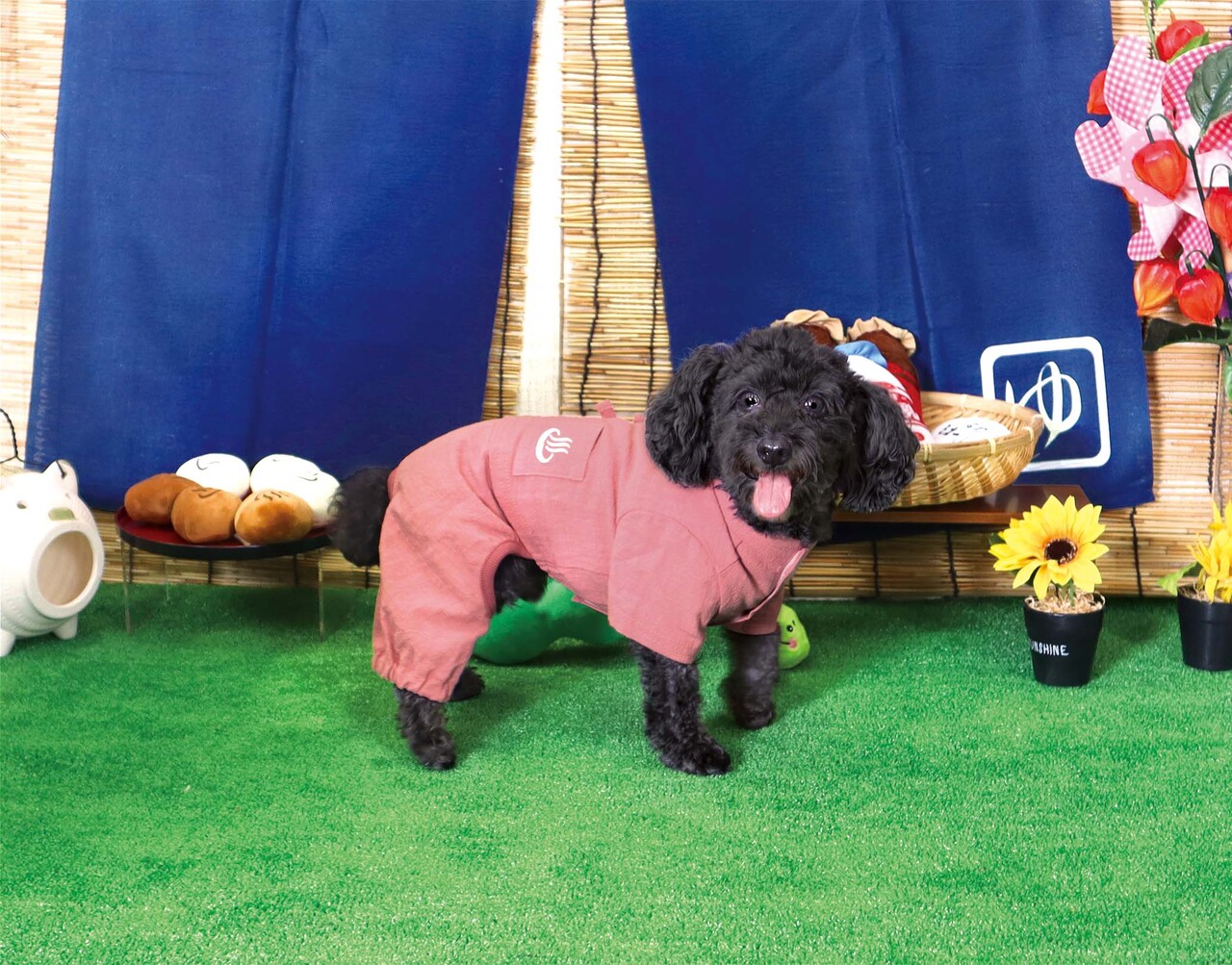 ペット用品 イメージ