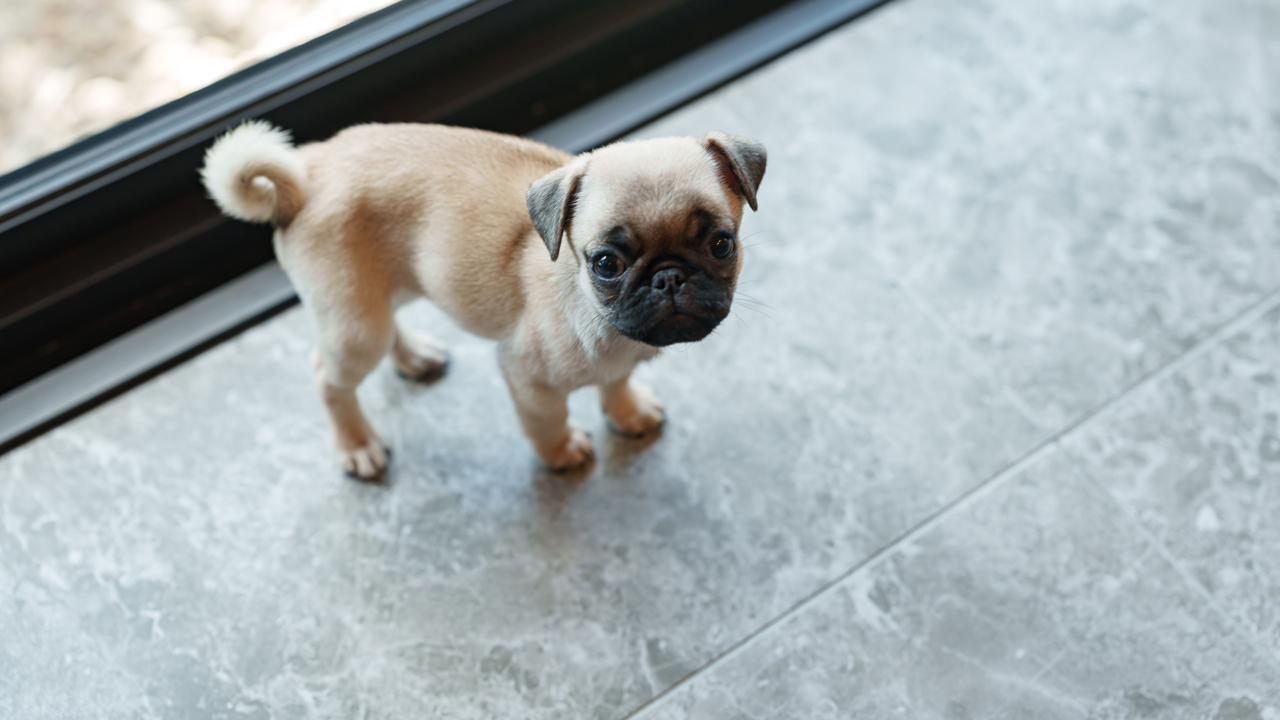 イタリア製ペット対応タイル イメージ