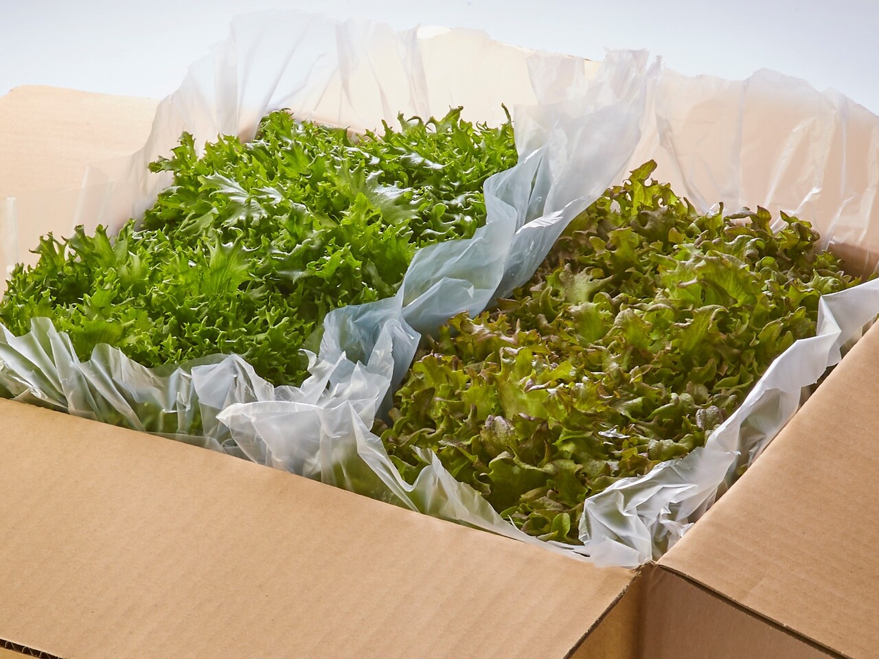 富士レタス　混さい イメージ