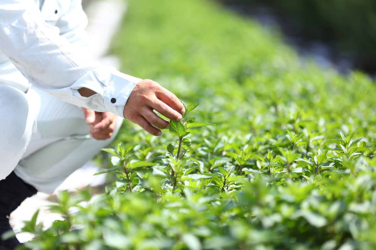 福岡県産（国産）ハーブ　カリナリーハーブ/ハーブソルト イメージ