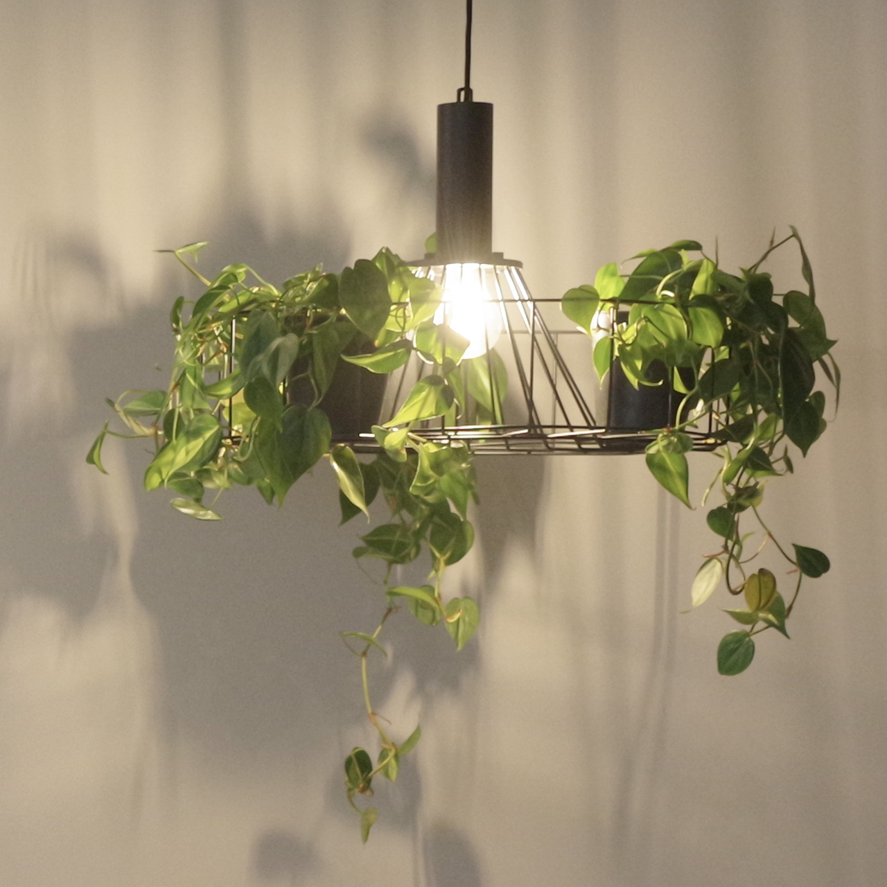 グリーンライティング　ペンダントライト イメージ