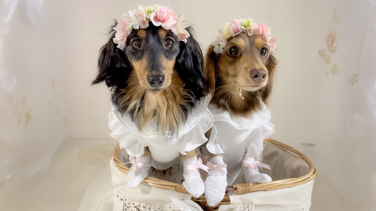 犬用靴 山歩靴（さんぽぐつ）／　犬用靴下 スキッターマカロン イメージ