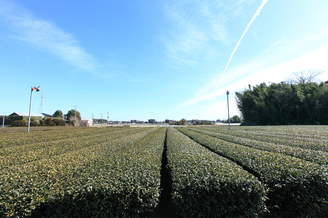 噛み茶 イメージ