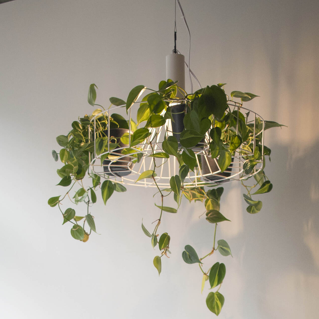 グリーンライティング　ペンダントライト イメージ